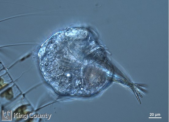 Photo of Sabellariidae